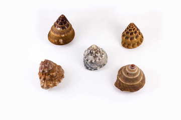 Beautiful sea shell,Trochus niloticus, isolated on white background For posters, sites, business cards, postcards, interior design, labels and stickers.