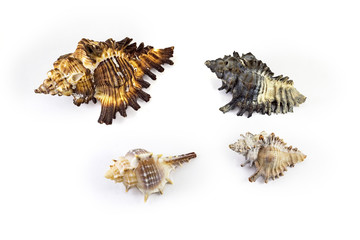 Obraz premium Beautiful sea shell,Murex maurus, isolated on white background For posters, sites, business cards, postcards, interior design, labels and stickers.