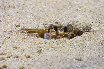 Little crab trying to hide