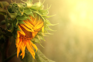 Sunflower young bud blooming with solf focus