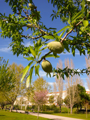 Almonds growing at the parks of Lisbon