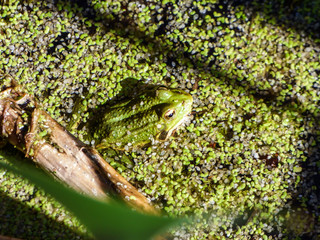 Camouflaged frog in a pond