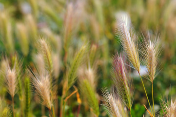 Spikelets of barley close-up.