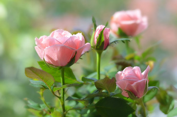 Розовые розы.