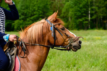 cavalryman on horseback