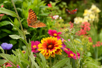 Schmetterling 378 © K.-U. Häßler