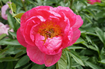 Bright pink blooming peony with tender petals and yellow center