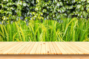 wood table top on rice field background.