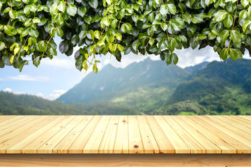 Wooden table and ivy plant isolated on Forest background.