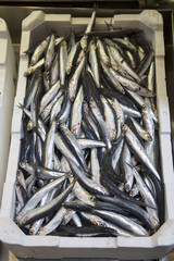 Closeup of Fish for Sale in Market Bologna