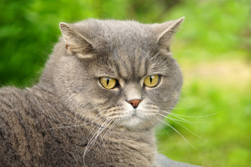 Gray cat of British breed in the garden