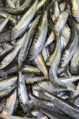 Obraz premium Closeup of Fish for Sale on Market Stall, Bologna