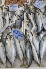 Mackerel for Sale on Market Stall Bologna
