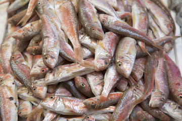 Fish for Sale on Market Stall, Bologna