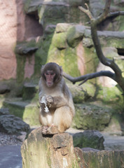 Obraz premium monkey zoo Africa mammal animal
