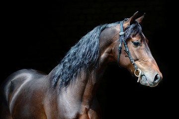 Portrait of a powerful bay stallion on black background.
