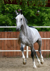The beautiful gray horse Orlov trotter breed runs in freedom