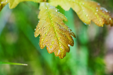 Beautiful oak leaves close-up. Yellow, red and green oak leaves with droplets of water. Isolated oak leaves with place for text