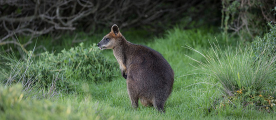Wallaby in the grass looking forward