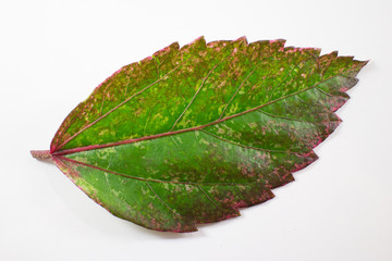 Leaf of Chinese hibiscus flower isolated