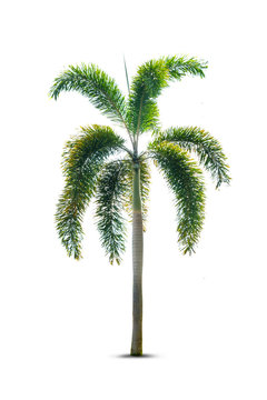 Foxtail palm tree isolated on white background