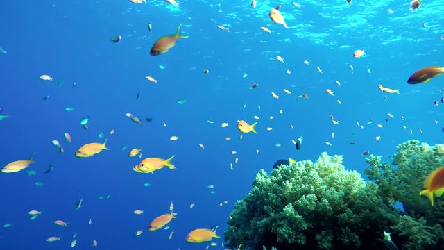 Diving. Tropical fish and coral reef. Underwater life in the ocean. Colorful corals and fish.