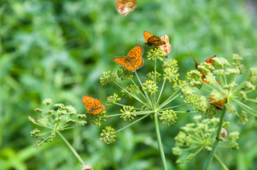 оранжевые бабочки на траве