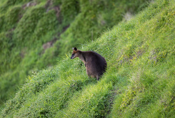 Wallaby in the grass on a hill looking down