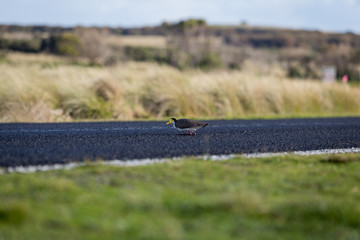 Masked lapwing bird sitting on the road on Phillip Island, Victoria Australia