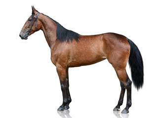 Obraz premium Brązowy sport koń stoi na białym tle. widok z boku