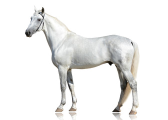 Le beau cheval gris Orlov trotter race debout isolé sur fond blanc. vue de côté