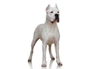 White Dogo Argentino standing isolated on white background. front view