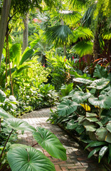 Panele Szklane  Piękna ścieżka z palmami w tropikalnym ogrodzie w Bangkoku, Tajlandia.