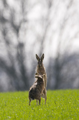 Brown Hares (lepus europaeus) boxing