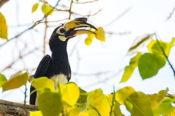 Hornbills in forest.