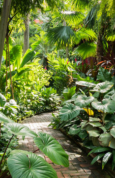 Beautiful path with palm trees in tropical garden in Bangkok, Thailand.