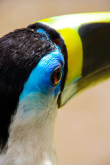 Yellow-ridged Toucan