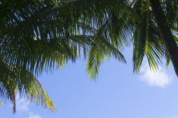 Naklejka premium Exotic summer tropical palm tree background