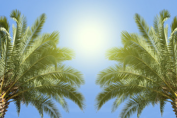 Fototapeta na wymiar Palmen und Sonne