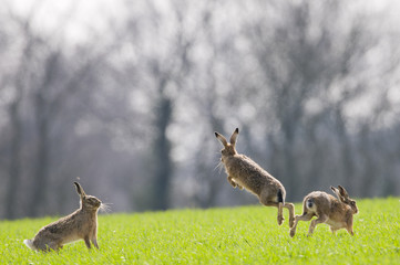 Brown Hares (lepus europaeus) boxing © Derek