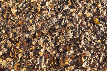 Herbstblätter Hintergrund