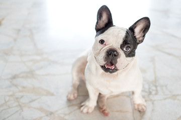 French bulldog sitting looking at the camera