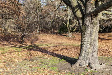 Schatten eines Baumes im Herbst