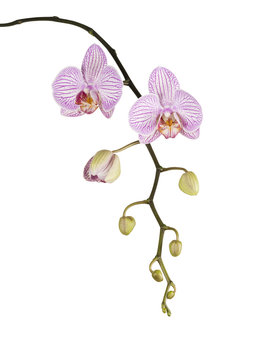 Fototapeta Pink orchid isolated on white background