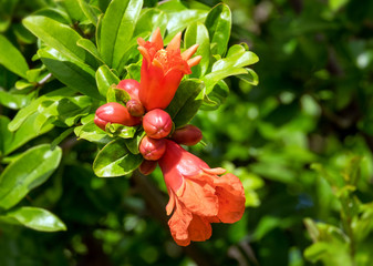 Granatapfelblüte, Pomegranate flower, Punica Granatum,  17046.jpg