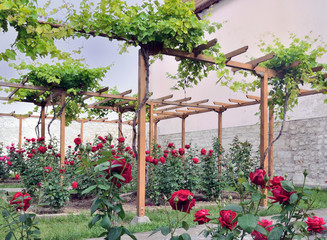 Fototapeta premium Vineyard and roses in the garden