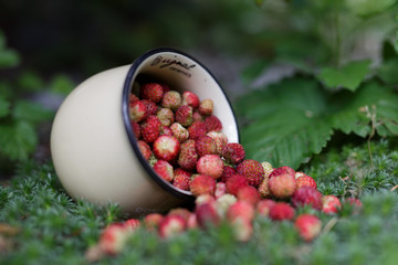 summer berries in the forest on green grass in ceramic pitcher mug, strawberries, honeysuckle