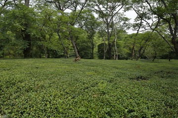 Green Tea Estate 