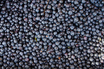 Freshly picked blueberries