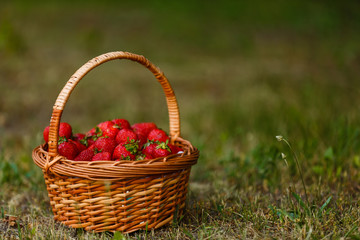 Ripe sweet strawberries in wicker basket